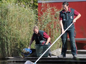 Livingpool oder Naturpool perfekt pflegen mit einer Herbstpflege